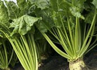 British Sugar and NFU agree sugar beet contracts for 2017/18