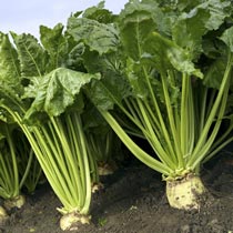 British Sugar and NFU agree sugar beet contracts for 2017/18